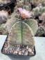 Preview: Astrophytum myriostigma nudum